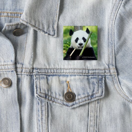 Großer Panda, der Bambus hält Button (Beispiel)