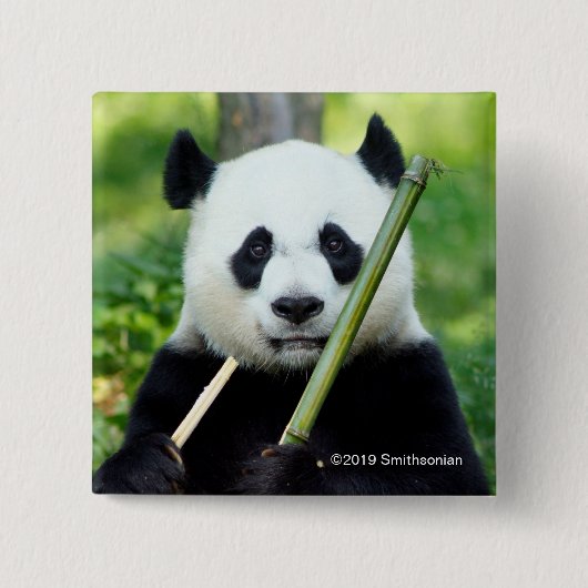 Großer Panda, der Bambus hält Button (Vorderseite)