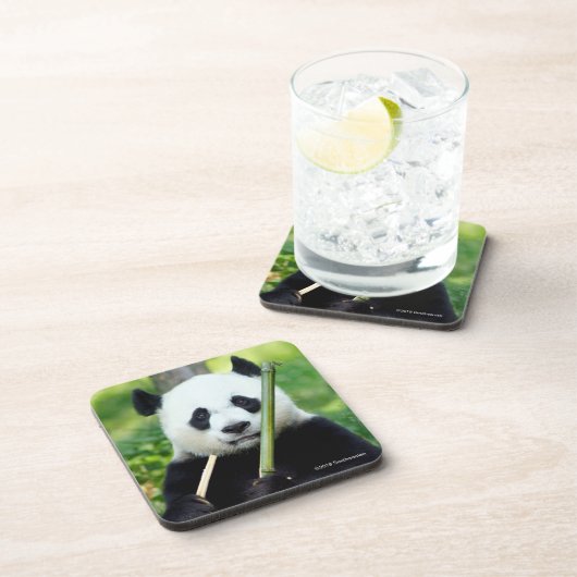 Großer Panda, der Bambus hält Getränkeuntersetzer (Rechte Seite)