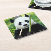 Großer Panda, der Bambus hält Rechteckiger Pappuntersetzer (angewinkelt)