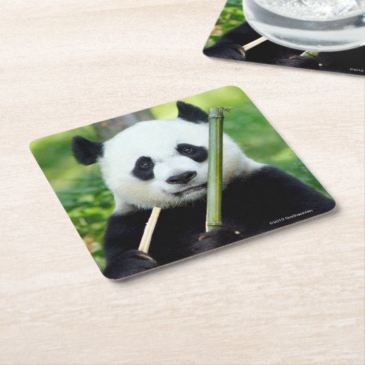 Großer Panda, der Bambus hält Rechteckiger Pappuntersetzer (angewinkelt)