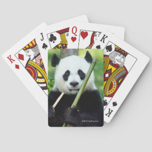 Großer Panda, der Bambus hält Spielkarten