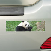 Großer Panda, der Bambus isst Autoaufkleber (Auf Auto)