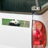 Großer Panda, der Bambus isst Autoaufkleber (Auf Lkw)
