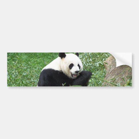 Großer Panda, der Bambus isst Autoaufkleber (Vorne)