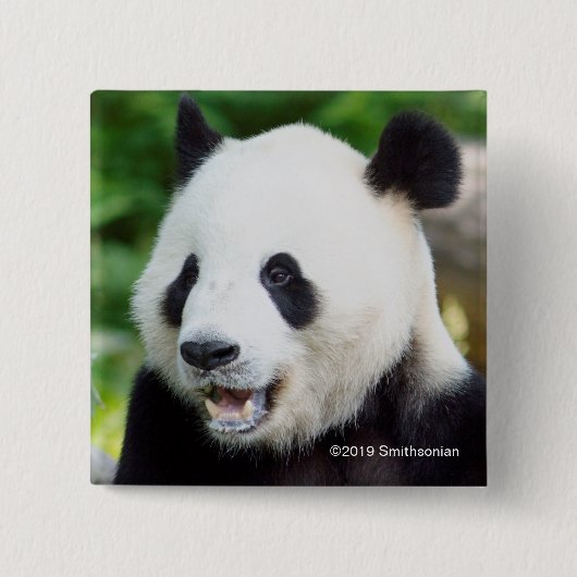 Großer Panda, der Bambus isst Button (Vorderseite)