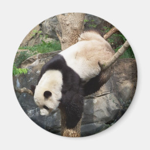 Großer Panda, der unten Baum klettert Magnet