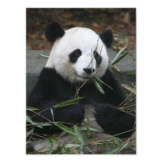 Großer Panda Fotodruck (Vorne)