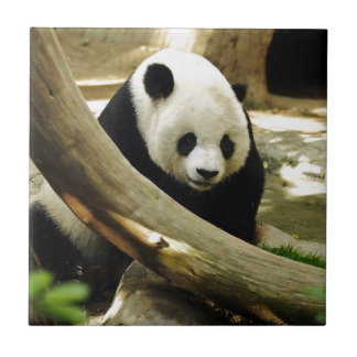 Großer Panda Gao Gao am San Diego Zoo Fliese