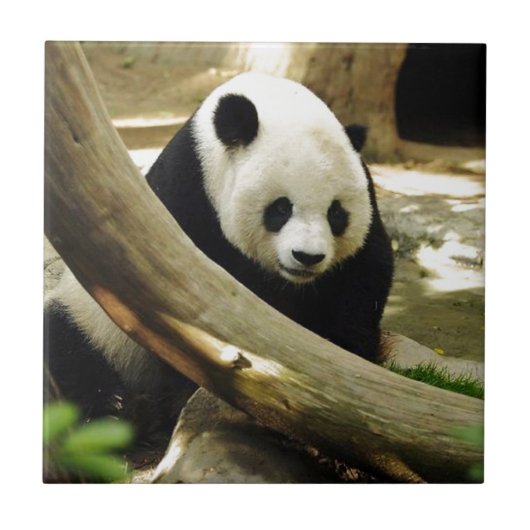Großer Panda Gao Gao am San Diego Zoo Fliese (Vorderseite)