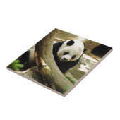 Großer Panda Gao Gao am San Diego Zoo Fliese (Seite)