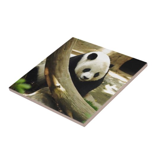 Großer Panda Gao Gao am San Diego Zoo Fliese (Seite)