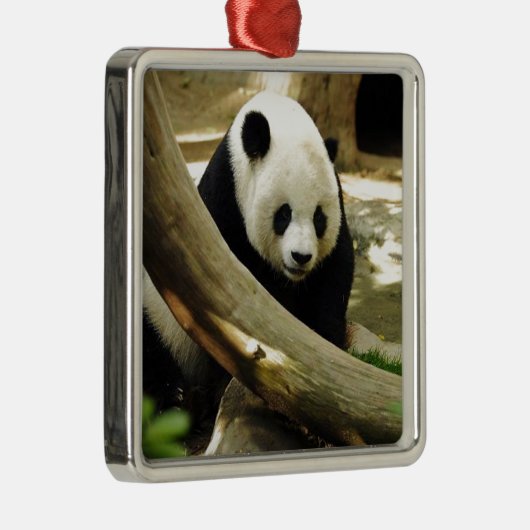 Großer Panda Gao Gao am San Diego Zoo Silbernes Ornament (Rechts)