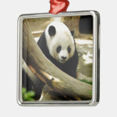 Großer Panda Gao Gao am San Diego Zoo Silbernes Ornament (Links)