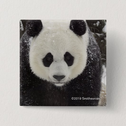 Großer Panda im Schnee Button (Vorderseite)