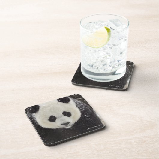 Großer Panda im Schnee Getränkeuntersetzer (Rechte Seite)