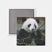 Großer Panda Magnet (Vorderseite/Rückseite)