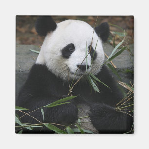 Großer Panda Magnet