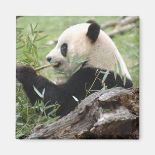 Großer Panda Magnet