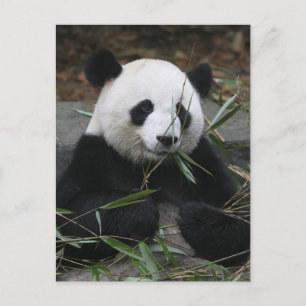 Großer Panda Postkarte