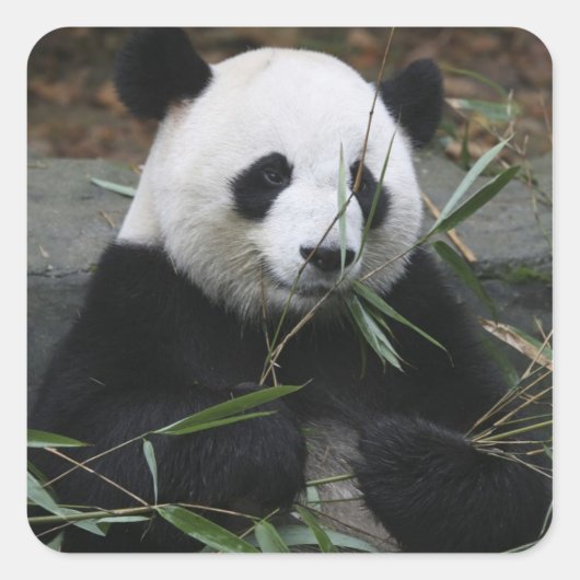Großer Panda Quadratischer Aufkleber (Vorderseite)