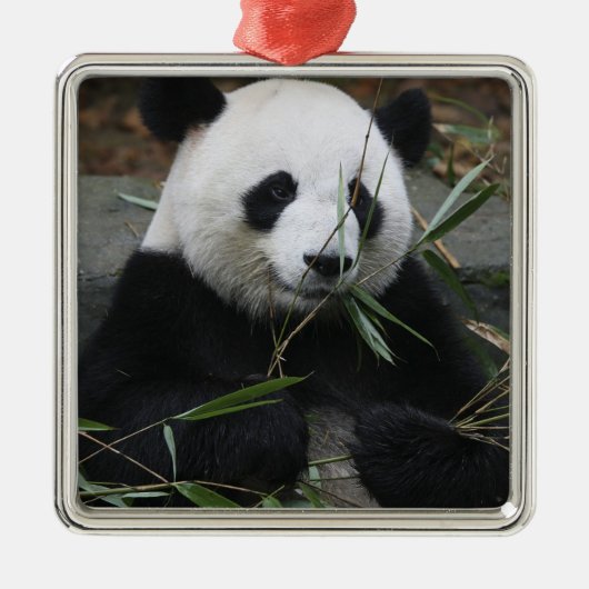 Großer Panda Silbernes Ornament (Vorne)