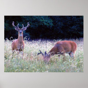 Großer Prinz des Waldes (Ohio) Poster