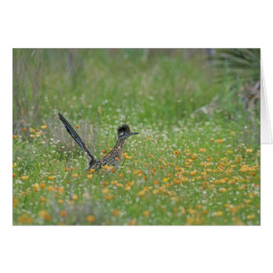Großer Roadrunner, Geococcyx