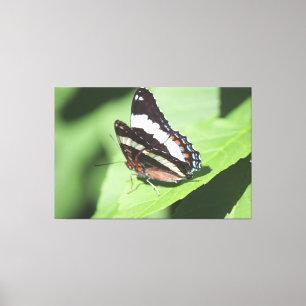 Großer Schmetterling Canvas Print Leinwanddruck