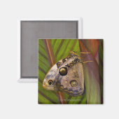 Großer Schmetterling (Opsiphanes tamarindi) Magnet (Vorderseite/Rückseite)