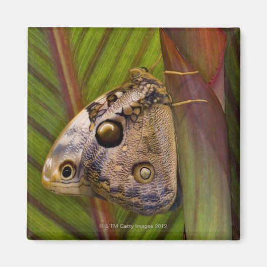 Großer Schmetterling (Opsiphanes tamarindi) Magnet (Vorne)