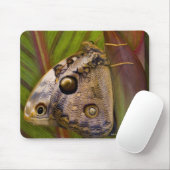 Großer Schmetterling (Opsiphanes tamarindi) Mousepad (Mit Mouse)