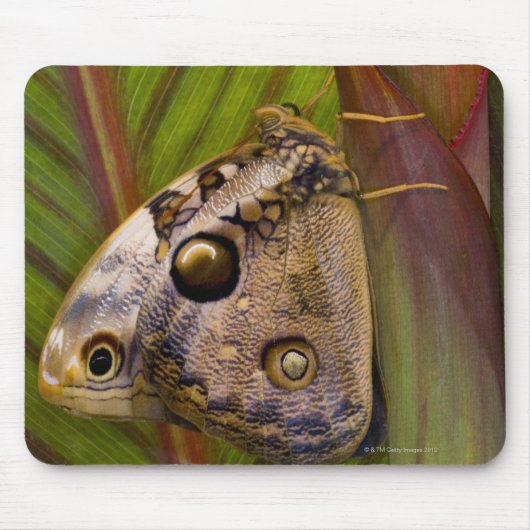 Großer Schmetterling (Opsiphanes tamarindi) Mousepad (Vorne)