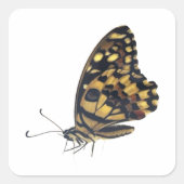 Großer Schmetterling, Quadratischer Aufkleber (Vorderseite)