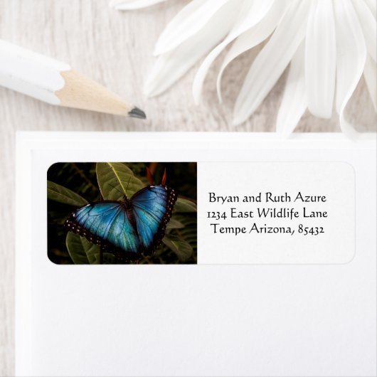 Großer, schöner, blauer Schmetterling (Insitu)