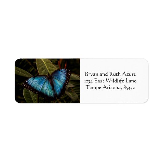 Großer, schöner, blauer Schmetterling (Vorne)