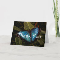Großer, schöner, blauer Schmetterling
