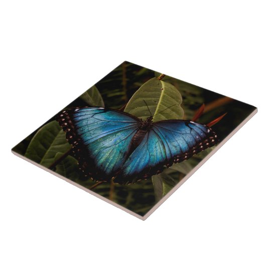 Großer, schöner, blauer Schmetterling Fliese (Seite)