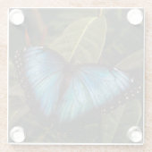 Großer, schöner, blauer Schmetterling Glasuntersetzer (Rückseite)