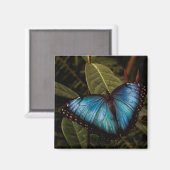 Großer, schöner, blauer Schmetterling Magnet (Vorderseite/Rückseite)