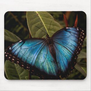 Großer, schöner, blauer Schmetterling Mousepad