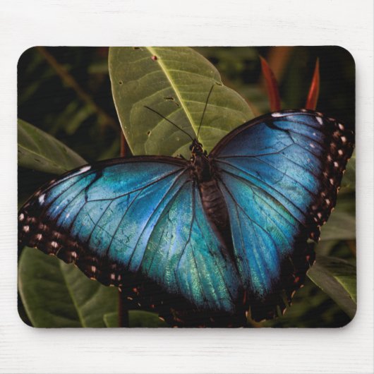 Großer, schöner, blauer Schmetterling Mousepad (Vorne)