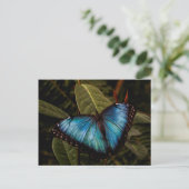 Großer, schöner, blauer Schmetterling Postkarte (Stehend Vorderseite)