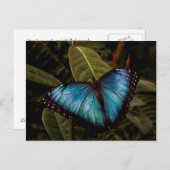 Großer, schöner, blauer Schmetterling Postkarte (Vorne/Hinten)