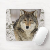 Großer schöner grauer Wolf im wilden Mousepad (Mit Mouse)