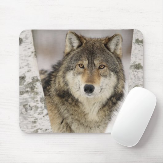 Großer schöner grauer Wolf im wilden Mousepad (Mit Mouse)