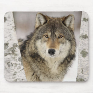 Großer schöner grauer Wolf im wilden Mousepad