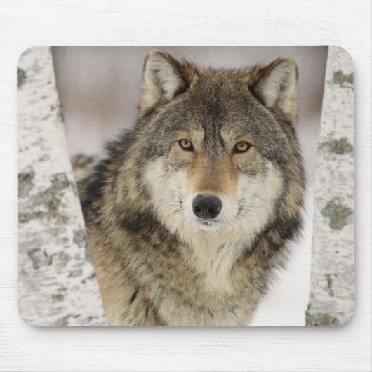 Großer schöner grauer Wolf im wilden Mousepad (Vorne)