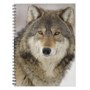 Großer schöner grauer Wolf im wilden Notizblock