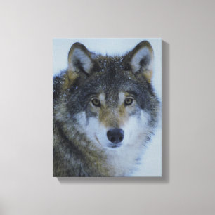 Großer schöner grauer Wolf in freier Wildbahn Leinwanddruck